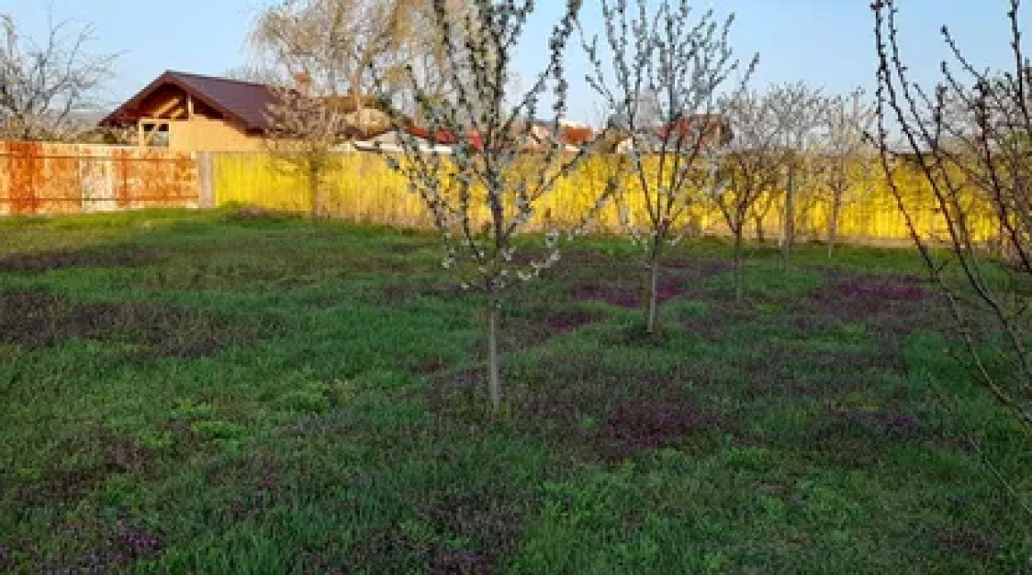 Oferta Teren de vanzare Dumbrava Rosie  1004 mp  imagine 2