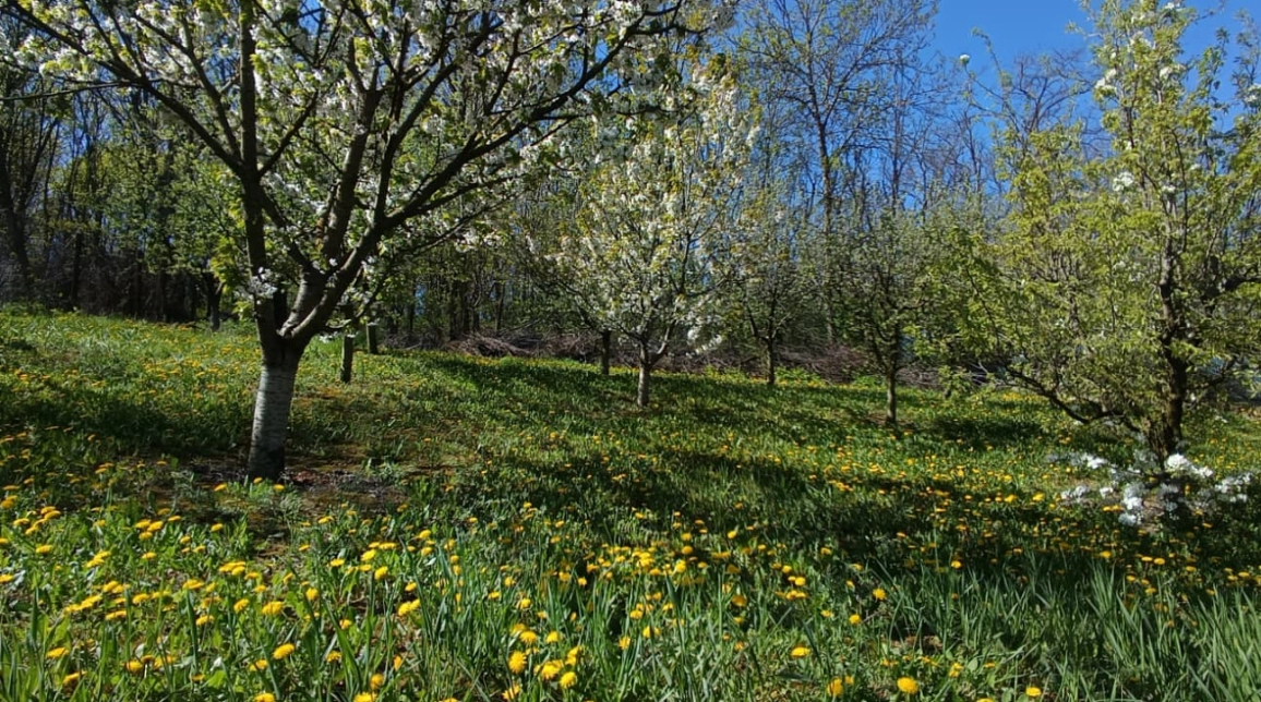 Oferta Tomesti casa 90 mp, 3 camere, de vanzare,  dupa Peny Tomesti imagine 14