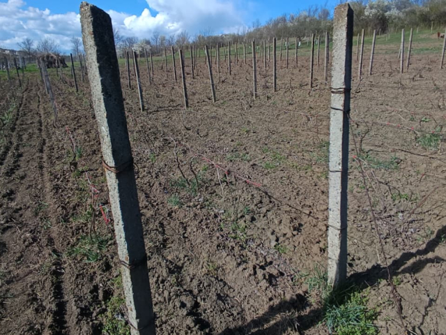 Teren  Rediu  1308mp  162118