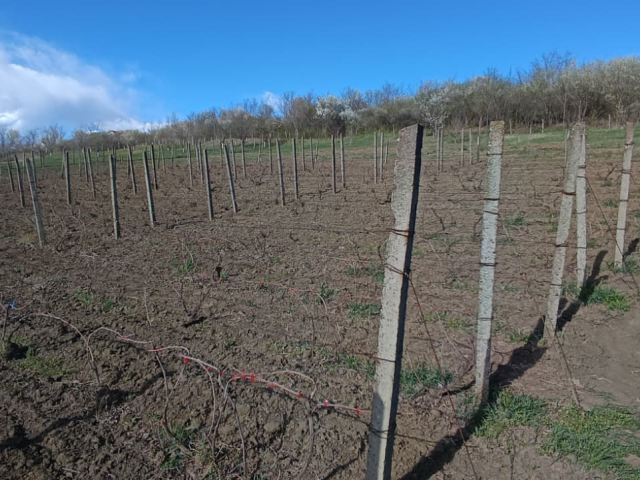 Teren  Rediu  1308mp  162118