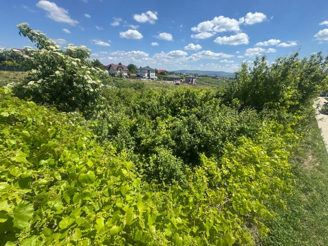 Apartament 0 camere - Copou