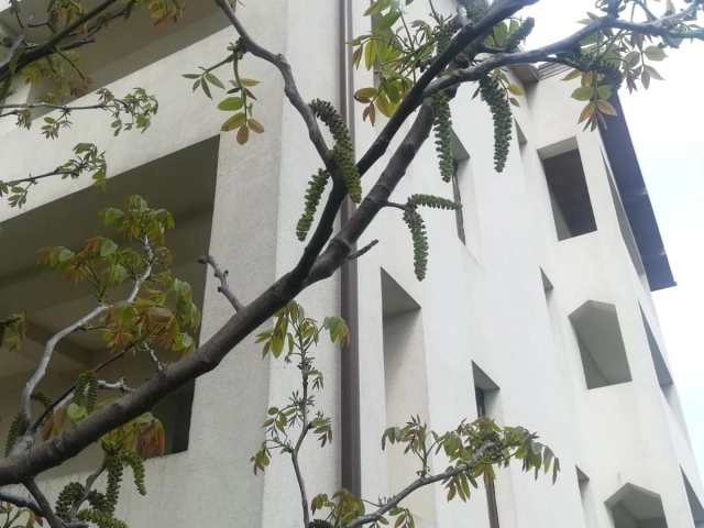 Apartament 9 camere - Valea Lupului