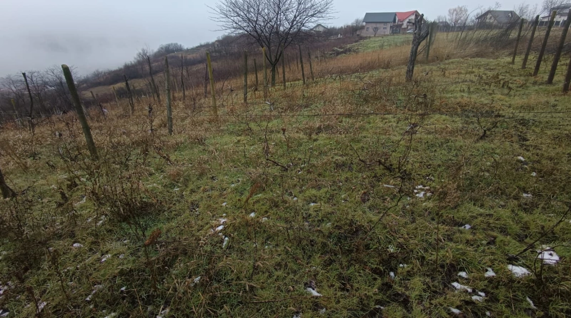 Oferta Teren de vanzare Vorovesti  2406 mp  imagine 2