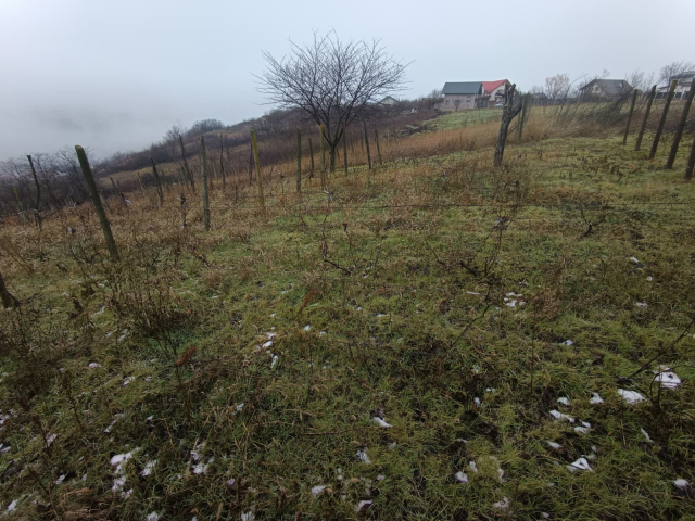 Teren  Vorovesti  2406mp  161129