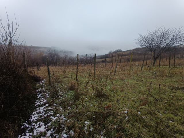 Teren  Vorovesti  2406mp  161129