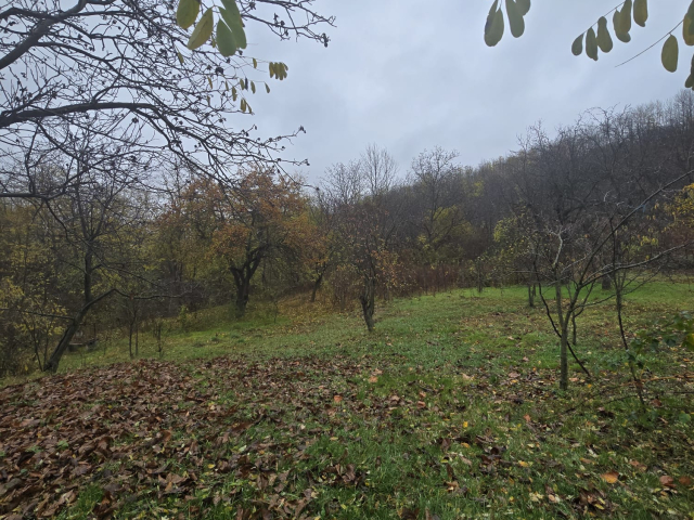 Teren  Tomesti Biserica 500mp  160514