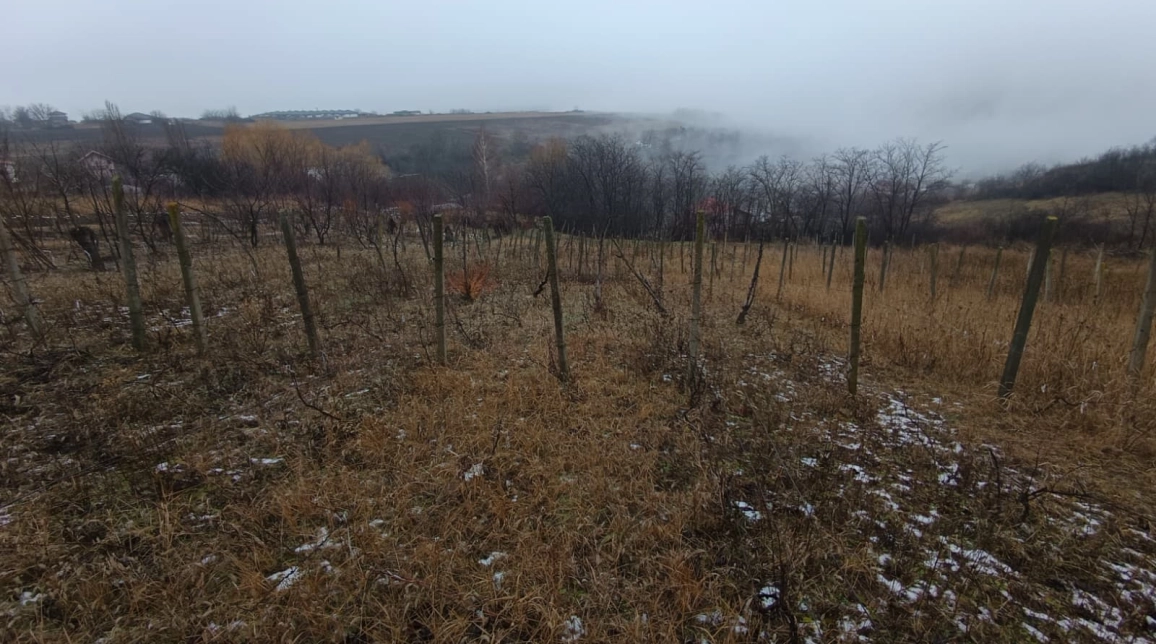 Oferta Teren de vanzare Vorovesti  2406 mp  imagine 4