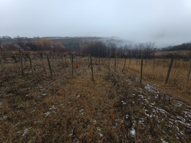 Teren  Vorovesti  2406mp  161129