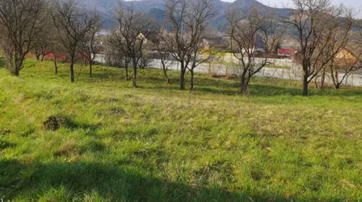 Oferta Teren de vanzare Alexandru cel bun (Jud. Neamt) Viisoara 1800 mp  imagine 3