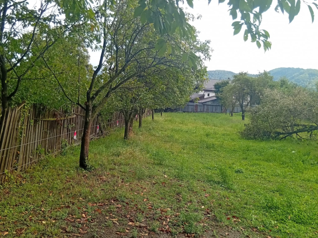 Teren  Alexandru cel bun (Jud. Neamt) Bistrita 1850mp  159963