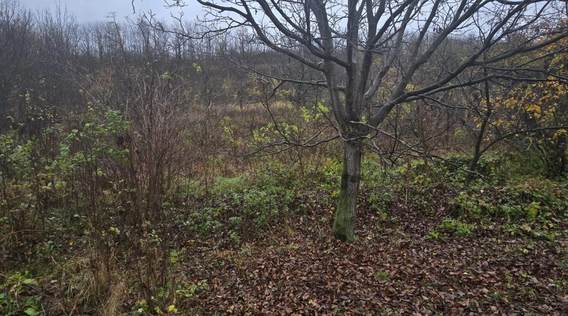 Oferta Teren de vanzare Tomesti Biserica 500 mp  imagine 9