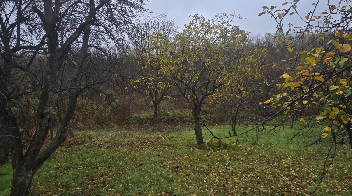 Oferta Teren de vanzare Tomesti Biserica 500 mp  imagine 1