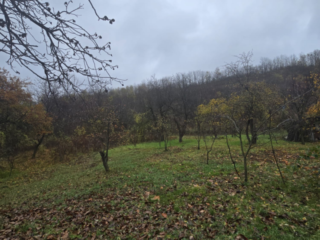 Teren  Tomesti Biserica 500mp  160515