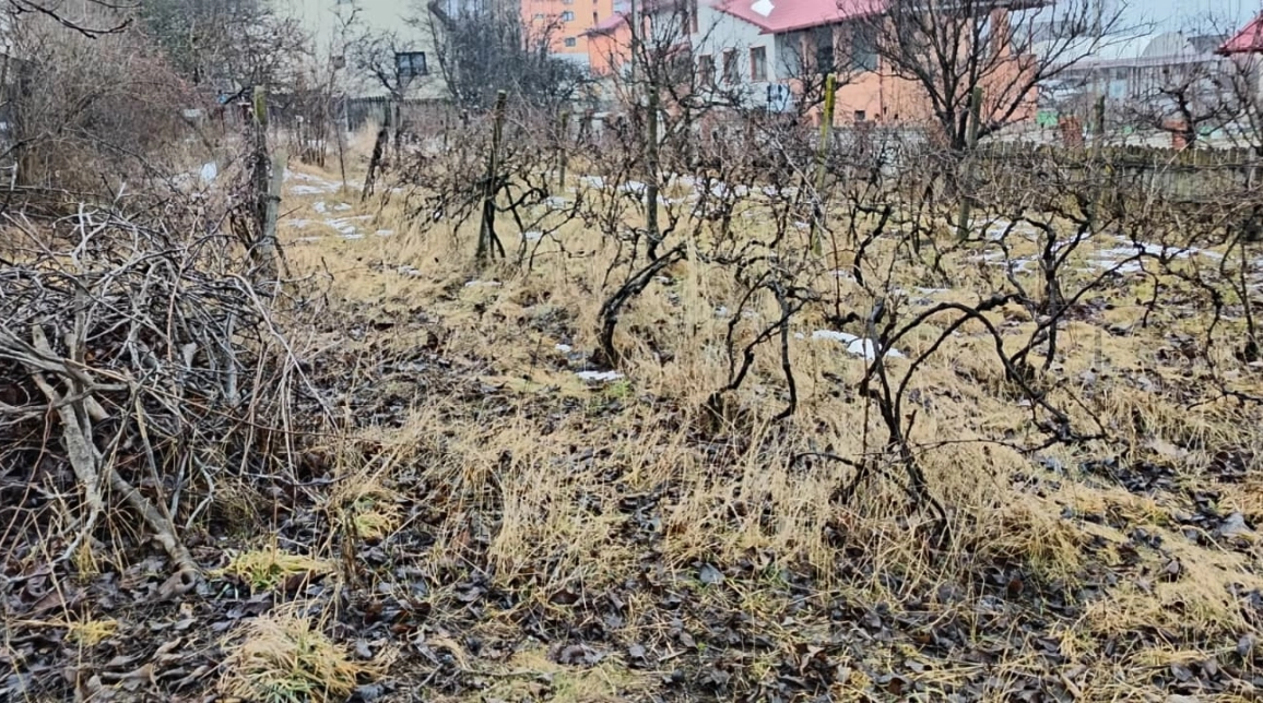 Oferta Teren de vanzare Bucium dupa Lidl 1000 mp  imagine 1