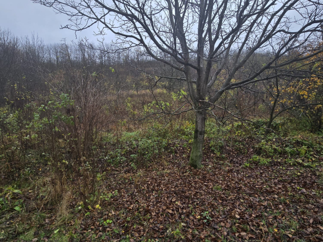 Teren  Tomesti Biserica 500mp  160516